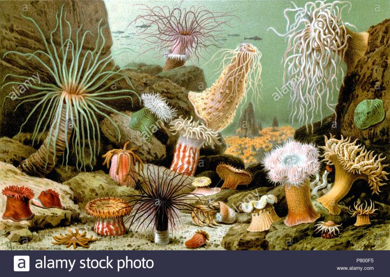 English: Various Examples Of Sea Anemones (1893 Print avec Anémone Des Mers