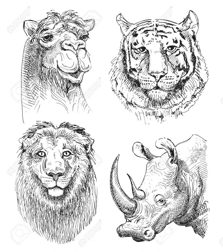 Ensemble De Safari Animaux De Tête, Noir Et Blanc Dessin De Croquis De  Rhinocéros, Le Chameau, Le Lion Et Le Tigre, Isolé Sur Fond Blanc concernant Dessin Noir Et Blanc Animaux