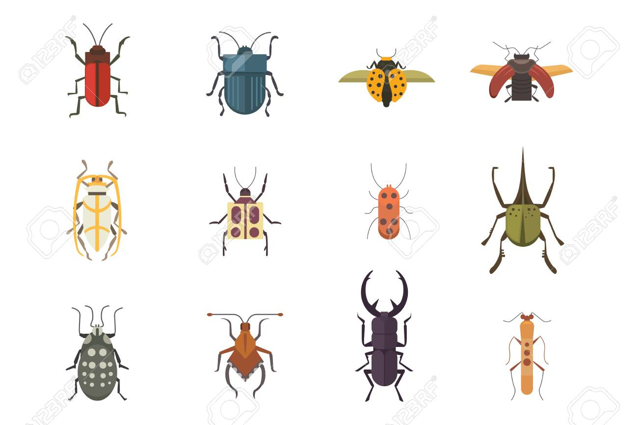 Ensemble D'icônes Design Plat Insectes Style Vectoriel. Collection De  L'illustration De Dessin Animé De Scarabée Nature Et Zoologie Isolé concernant Dessin Scarabée