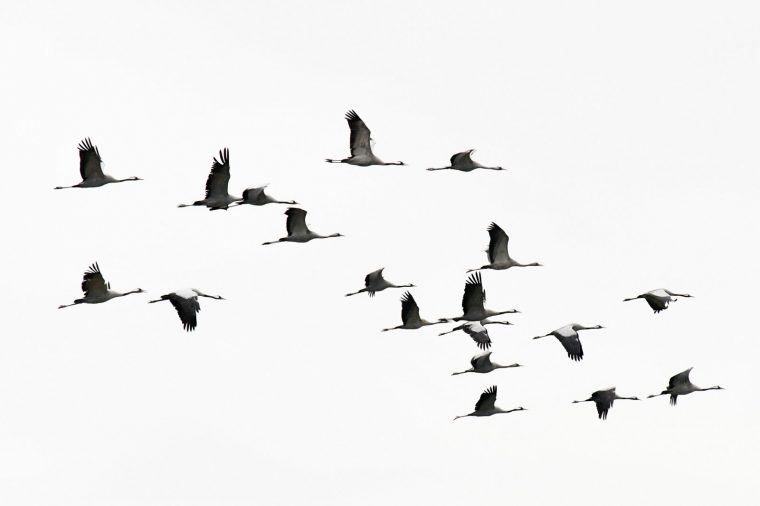 Environnement | Les Grues Cendrées Hivernent Dans La Vallée serapportantà Les Animaux Qui Hivernent