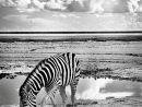 Épinglé Par My Karlin🤘🏼 Sur » Zebra « | Dessin Noir Et intérieur Dessin Noir Et Blanc Animaux