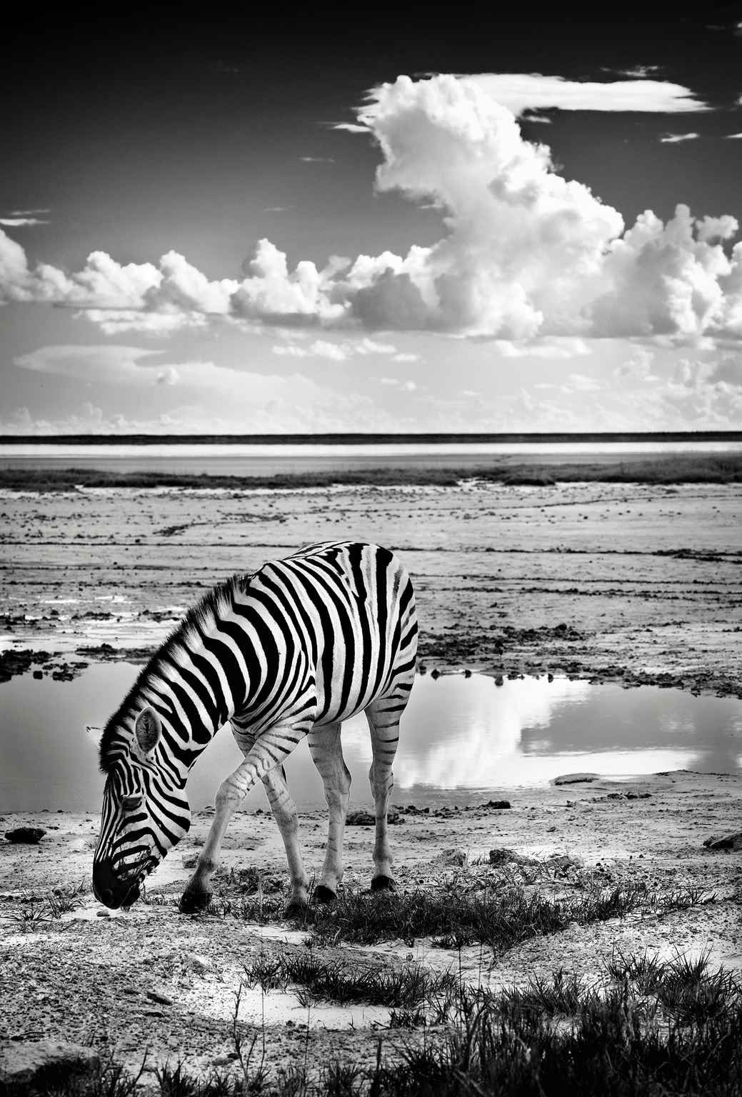 Épinglé Par My Karlin🤘🏼 Sur » Zebra « | Dessin Noir Et intérieur Dessin Noir Et Blanc Animaux 