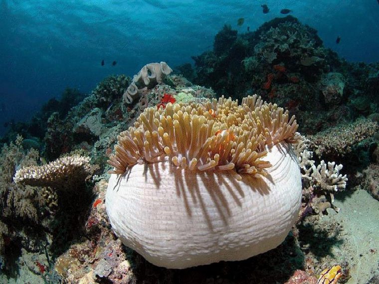 Épinglé Sur 海 tout Anémone Des Mers