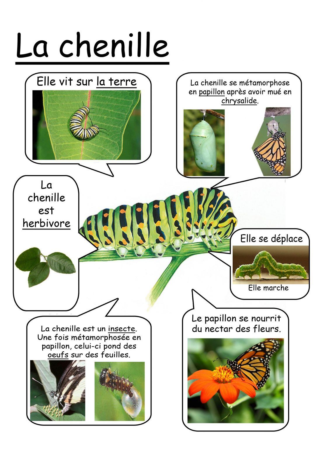 Cycle De Vie D Une Chenille