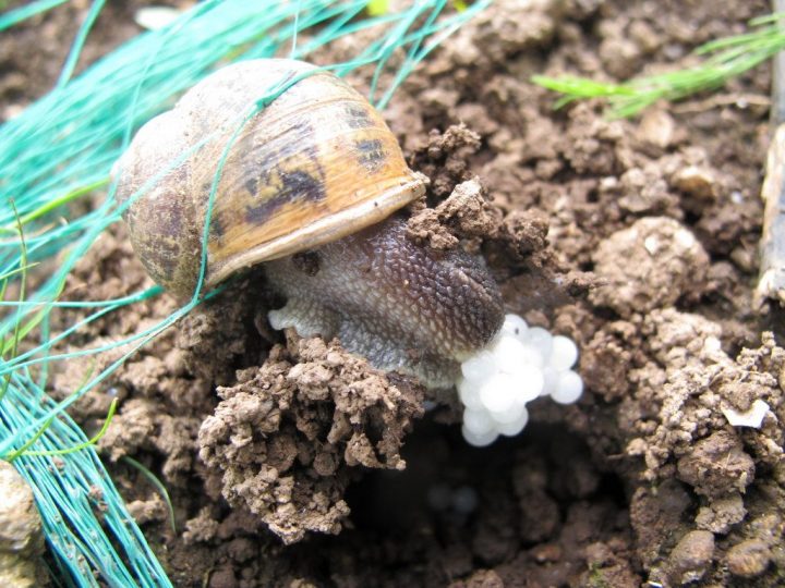 Escargot Qui Pond Ces Oeufs | Finistère Bretagne encequiconcerne Animaux Qui Pondent Des Oeufs