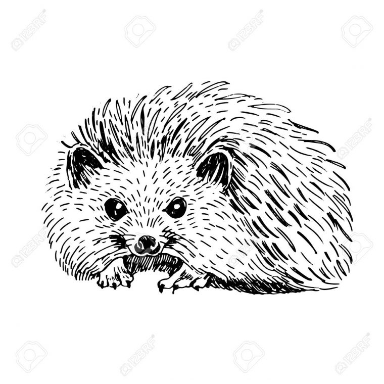 Esquisse Dessin Au Trait D'art De Hérisson. Illustration Vectorielle Noir  Et Blanc. Animal Mignon Dessiné À La Main. serapportantà Dessin Noir Et Blanc Animaux