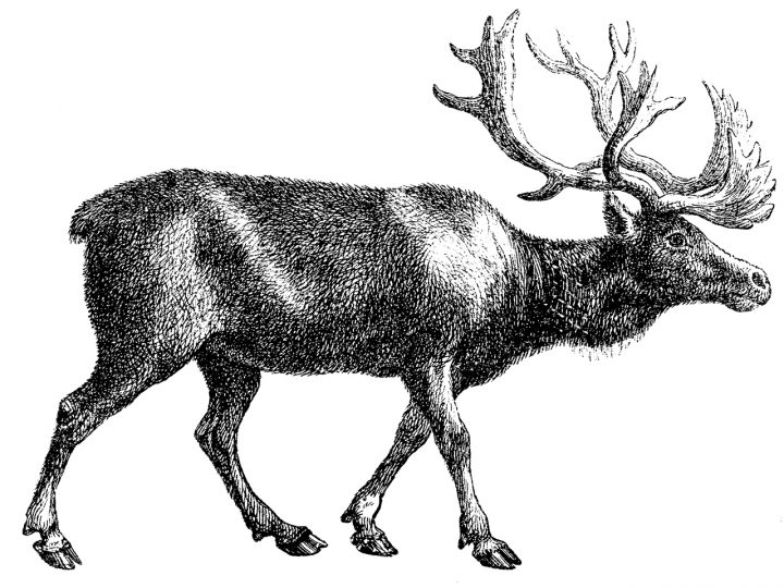 Est-Ce Rudolphe Qui Orne Notre Vingt-Cinq Cents? – Musée De encequiconcerne Caribou Dessin