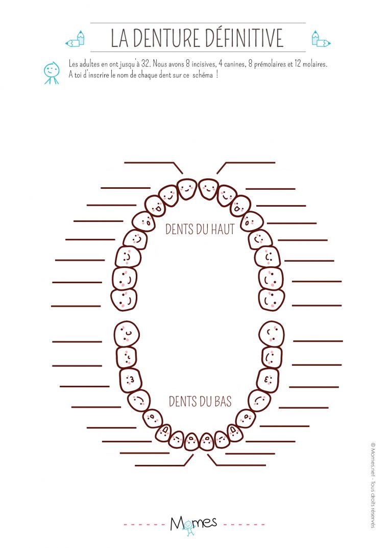 Exercice : La Denture Définitive – Momes dedans Activité Primaire A Imprimer