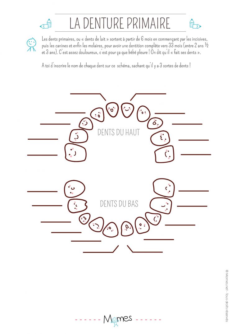 Exercice : La Denture Primaire – Momes tout Activité Primaire A Imprimer