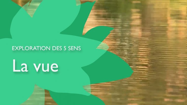 Exploration Des 5 Sens : La Vue intérieur Les 5 Sens Activités Maternelle