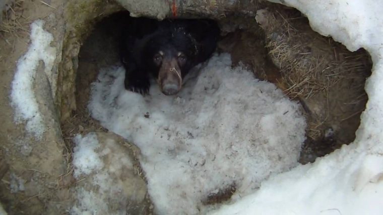 Extrait De Tournage – Ours Noir Se Réveille De Sa Tanière Après Hivernation intérieur Les Animaux Qui Hivernent