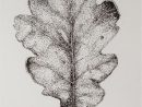 Feuille De Chene/oak Leaf Dessin A L'encre Pointille Ink encequiconcerne Dessin En Pointillé