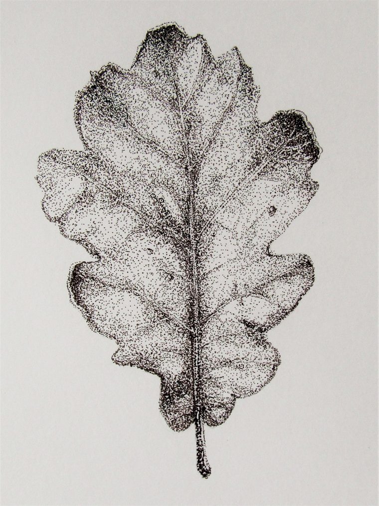 Feuille De Chene/oak Leaf Dessin A L'encre Pointille Ink encequiconcerne Dessin En Pointillé