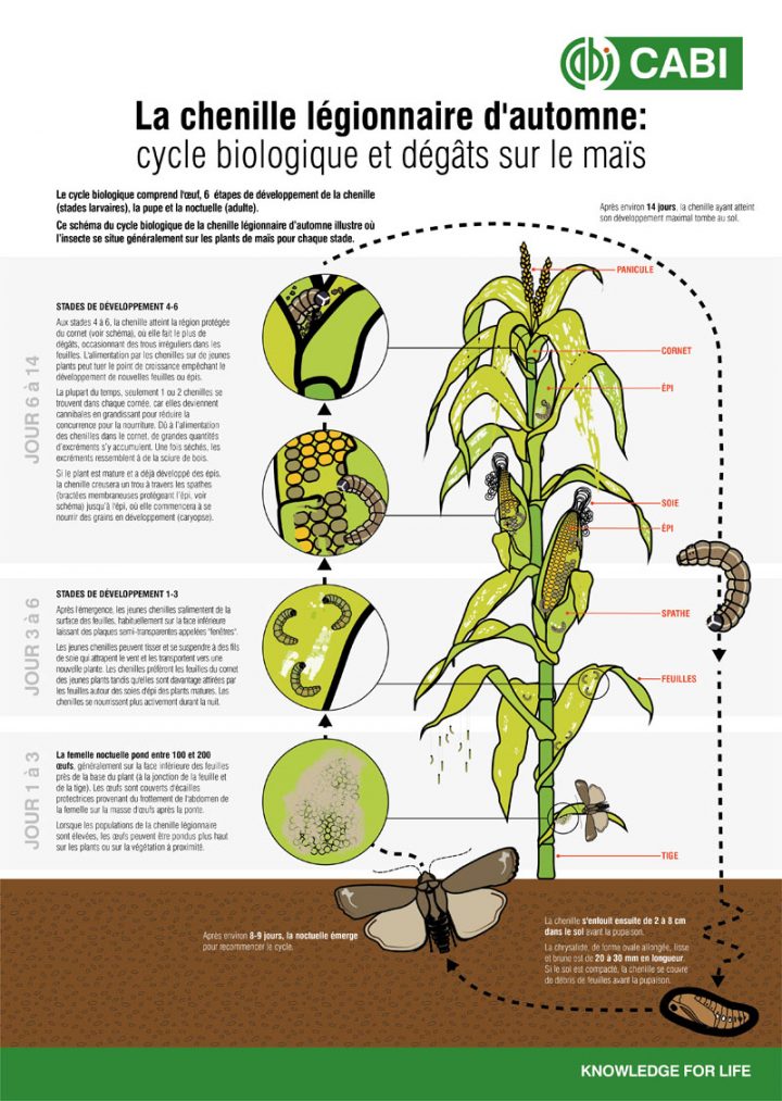 Fiche Documre : Légionnaire D'automne – Farm Radio serapportantà Cycle De Vie D Une Chenille