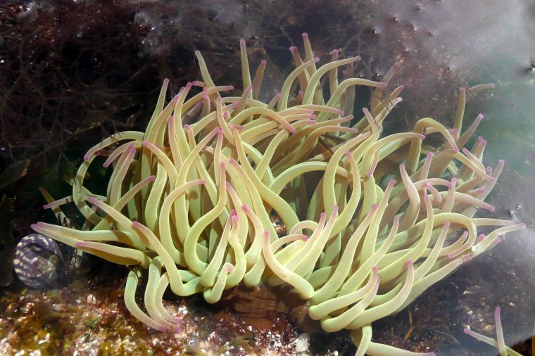 Fichier:anemone De Mer P1010222 — Wikipédia avec Anémone Des Mers