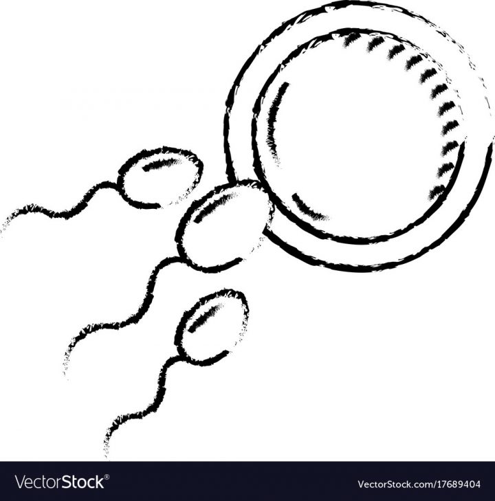 Figure Fertility Reproduction Of Ovum And tout Reproduire Une Figure