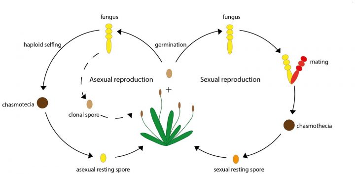 Figures And Data In Reproduction: Parasites Opt For The Best intérieur Reproduire Une Figure