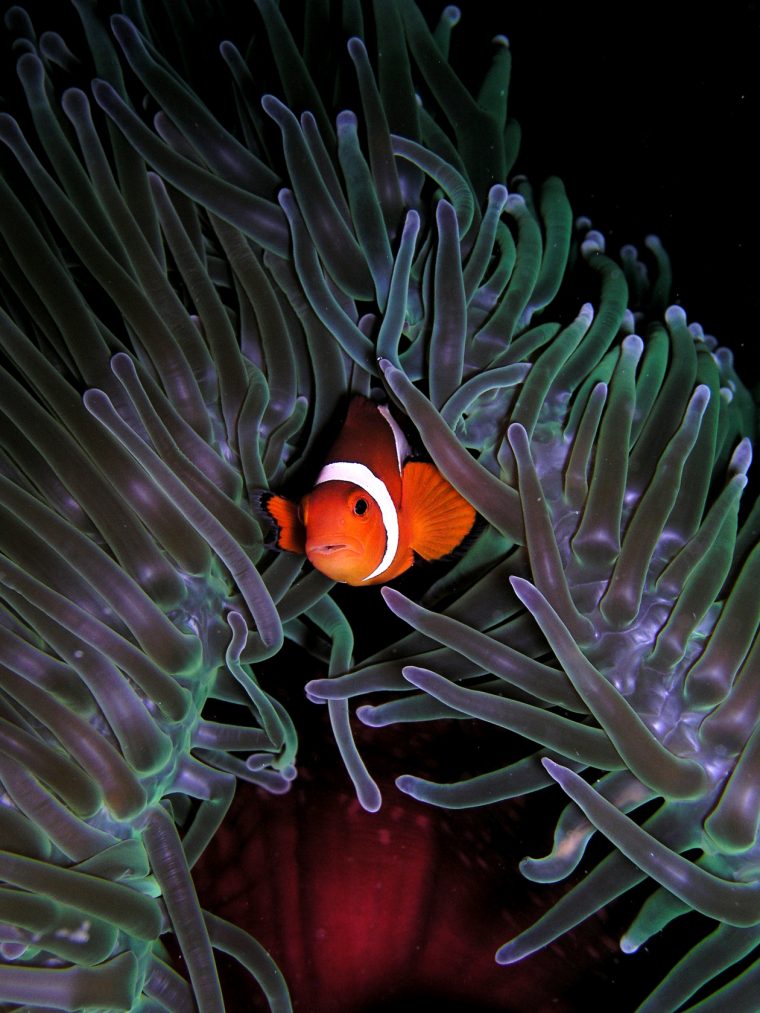 File:amphiprion Ocellaris (Clown Anemonefish) In Heteractis intérieur Anémone Des Mers