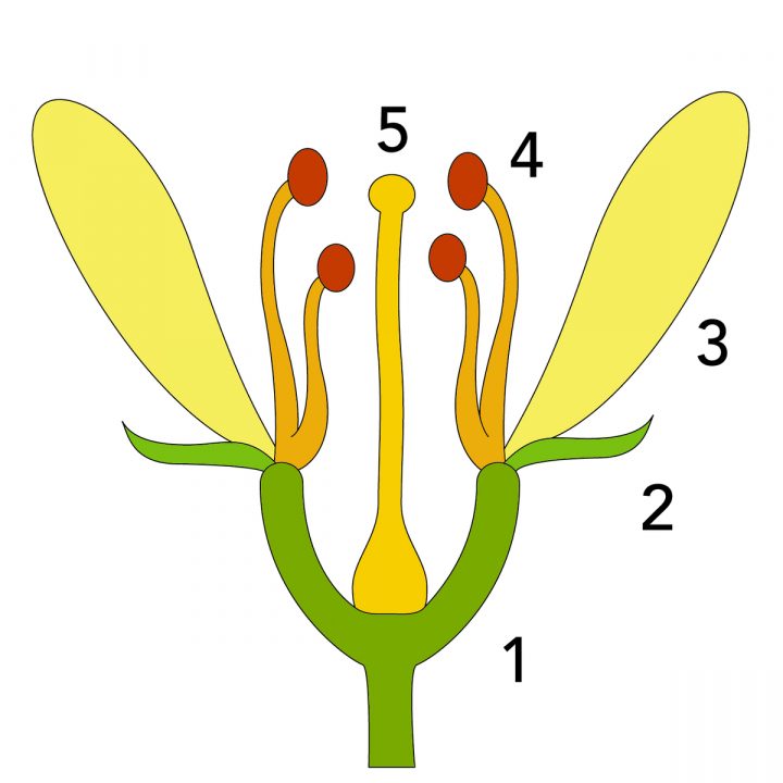 File:bluete-Schema – Wikimedia Commons avec Schéma D Une Fleur