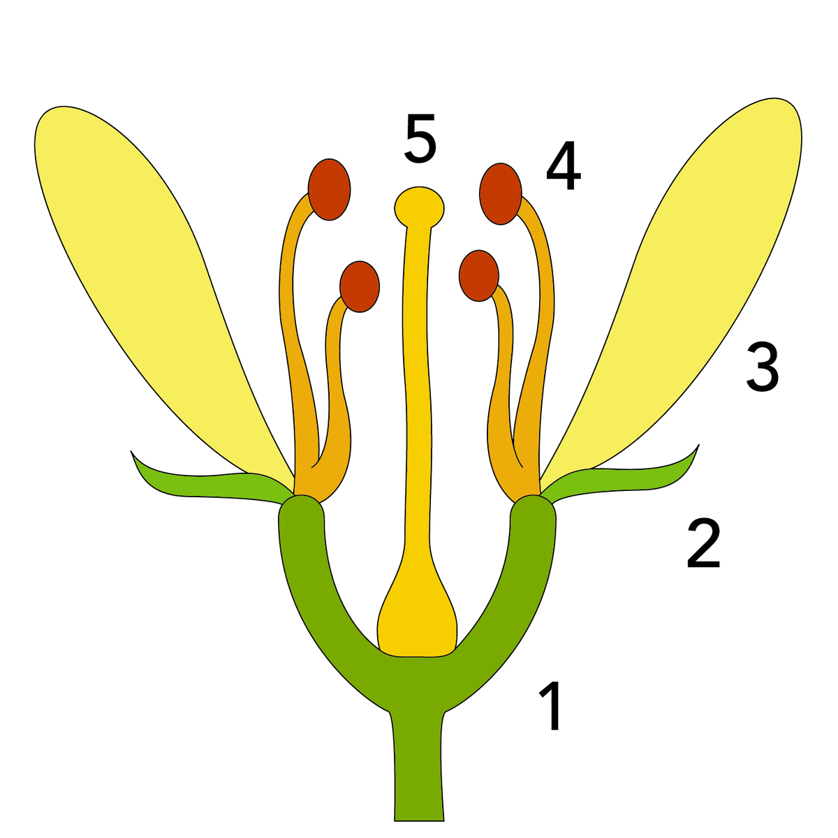 File:bluete-Schema - Wikimedia Commons avec Schéma D Une Fleur 