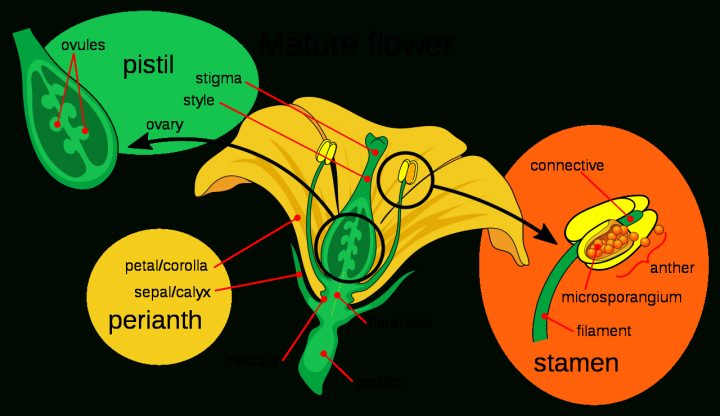 File:mature Flower Diagram.svg – Wikimedia Commons destiné Schéma D Une Fleur