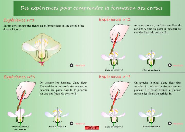 Fleur | Vive Les Svt ! serapportantà Schéma D Une Fleur