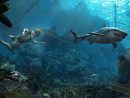Fonds D'ecran Assassin's Creed Assassin's Creed 4 Black Flag concernant Requin Jeux Video