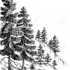 Forêt De Pins, Montagne D'hiver Paysage Dessin dedans Dessin De Foret