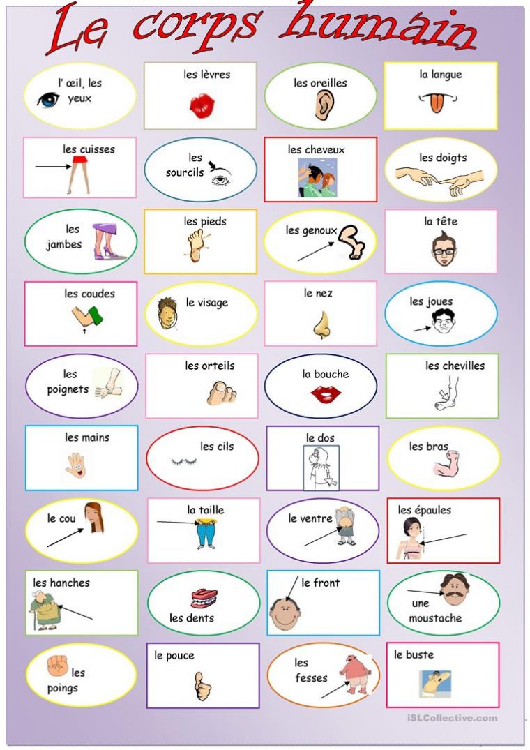 Français Fle Le Corps Humain Fiches Pédagogiques – La Plus dedans Le Corps Humain En Maternelle