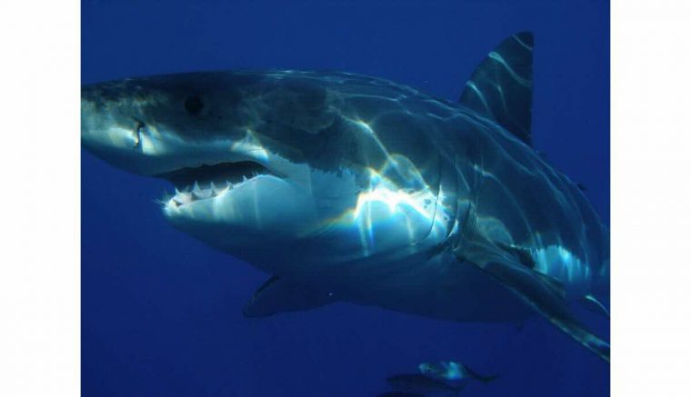 France-Monde | Un Surfeur Échappe À Un Requin Blanc En Le dedans Jeux Gratuit Requin Blanc