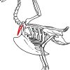 Furcula (Os) — Wikipédia pour Dessin D Oiseau Simple