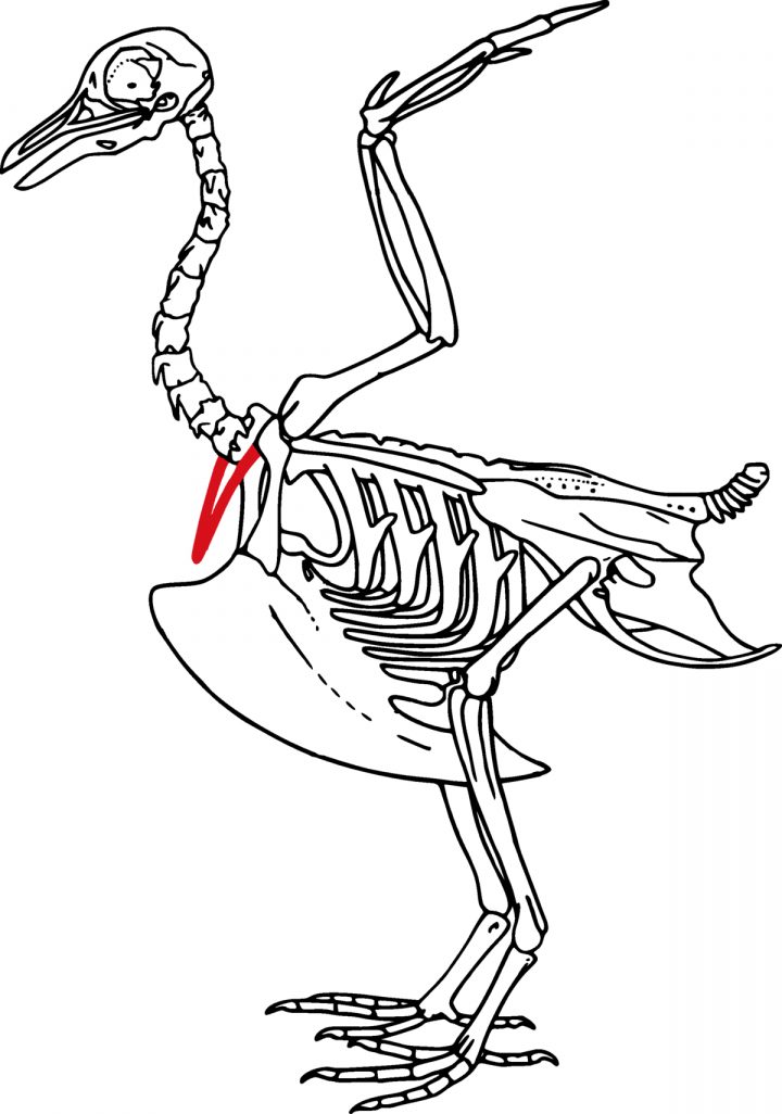 Furcula (Os) — Wikipédia pour Dessin D Oiseau Simple