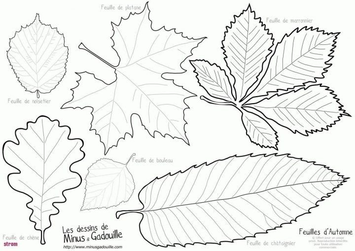 Gabarit Feuille D Automne Inspirant Stock Dessin D Automne à Dessin De Feuille D Automne