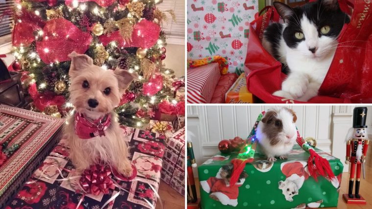 Galerie Photos 1 : Vos Animaux De Noël ! | Enbeauce serapportantà Sudoku Animaux À Imprimer