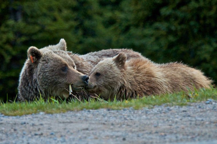 Gare À L'ours Qui Se Réveille | Radio-Canada.ca intérieur Les Animaux Qui Hivernent