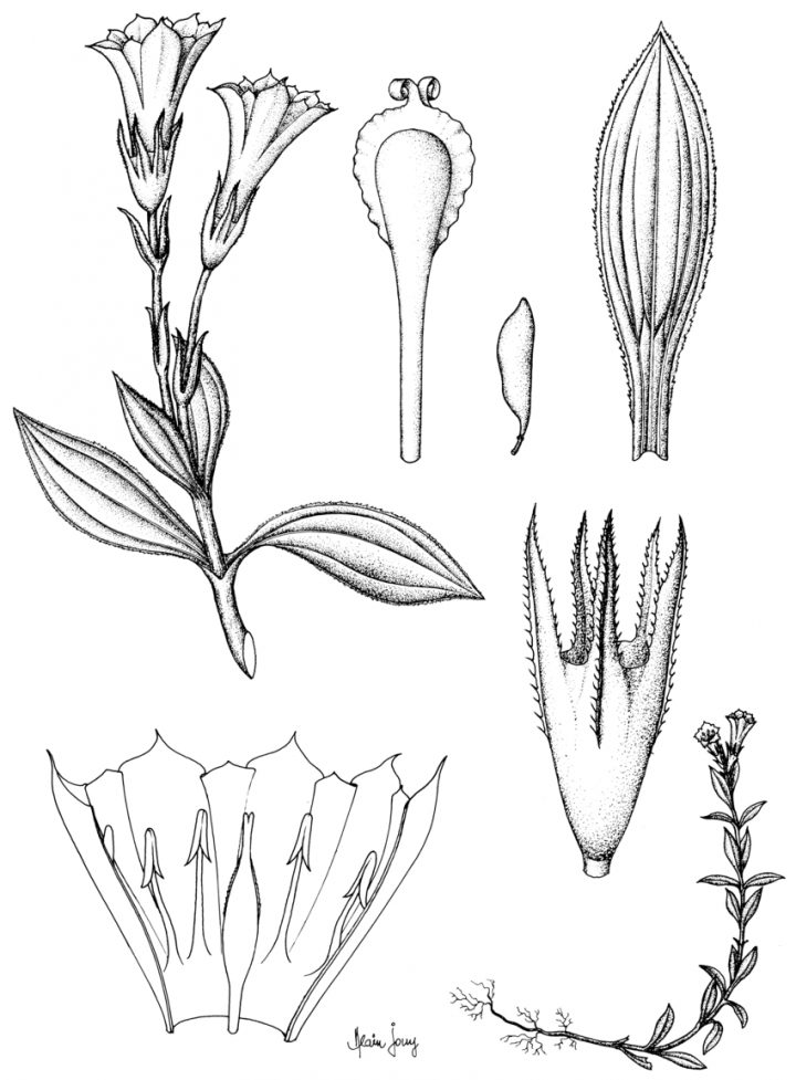 Gentiana Jouyana Hul : A, Plante Entière ; B, Feuille, Face avec Schéma D Une Fleur