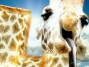 Girafe Senpai ! (Compilation De Jeux) avec Jeux De Girafe Gratuit