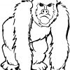 Gorille #1 (Animaux) – Coloriages À Imprimer destiné Coloriage Afrique À Imprimer