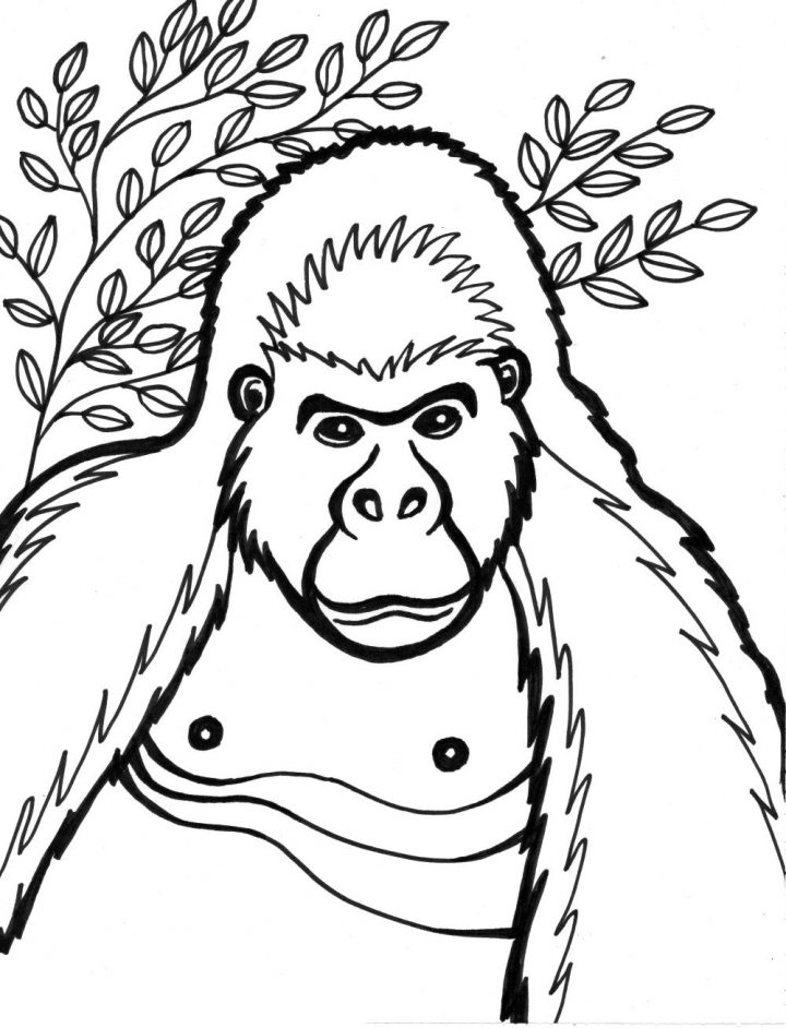 Gorille #11 (Animaux) – Coloriages À Imprimer avec Coloriage Gorille