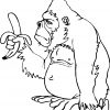 Gorille #49 (Animaux) – Coloriages À Imprimer tout Coloriage Gorille