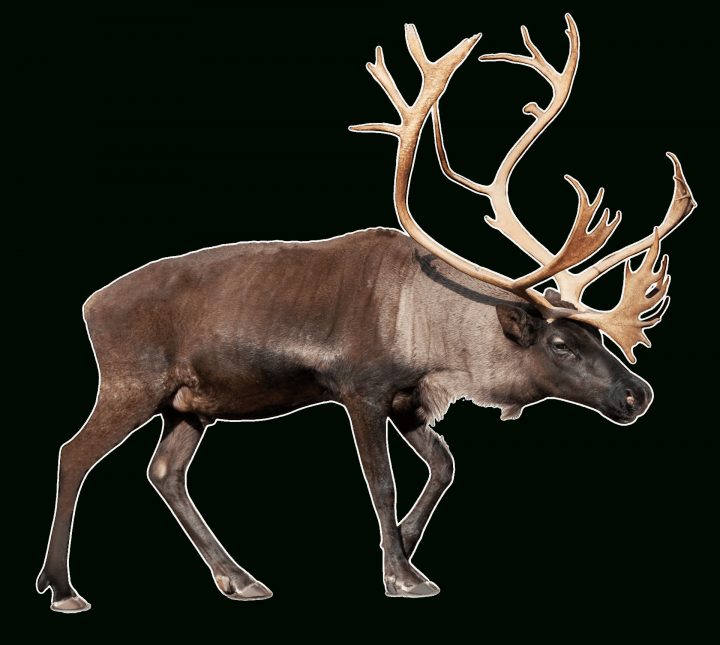 Grand Renne (Caribou) Png Transparents – Stickpng encequiconcerne Caribou Dessin