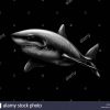 Grand Requin Blanc Sur Un Fond Noir Vecteurs Et Illustration dedans Coloriage Requin Blanc Imprimer