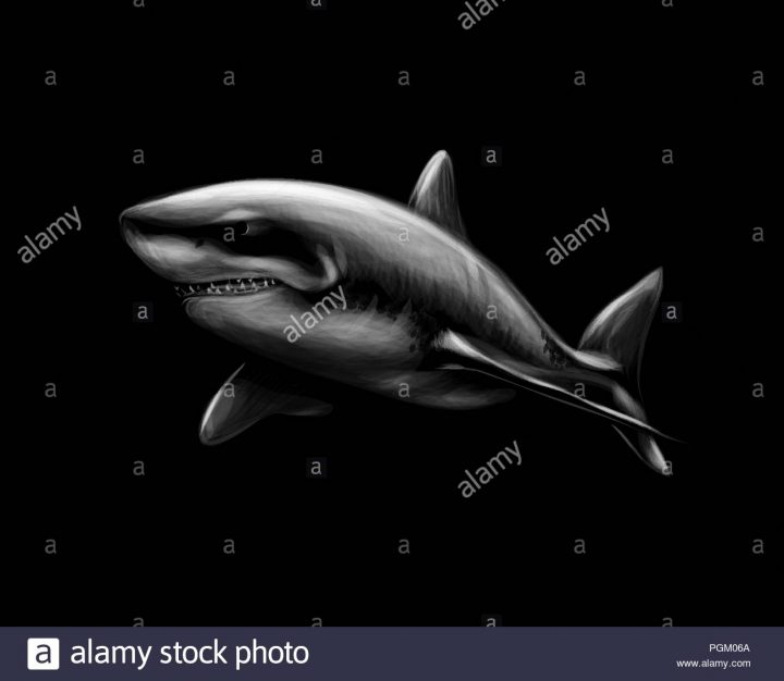 Grand Requin Blanc Sur Un Fond Noir Vecteurs Et Illustration dedans Coloriage Requin Blanc Imprimer