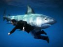 Gta 5 - Guide Pour Trouver Le Requin ! avec Requin Jeux Video