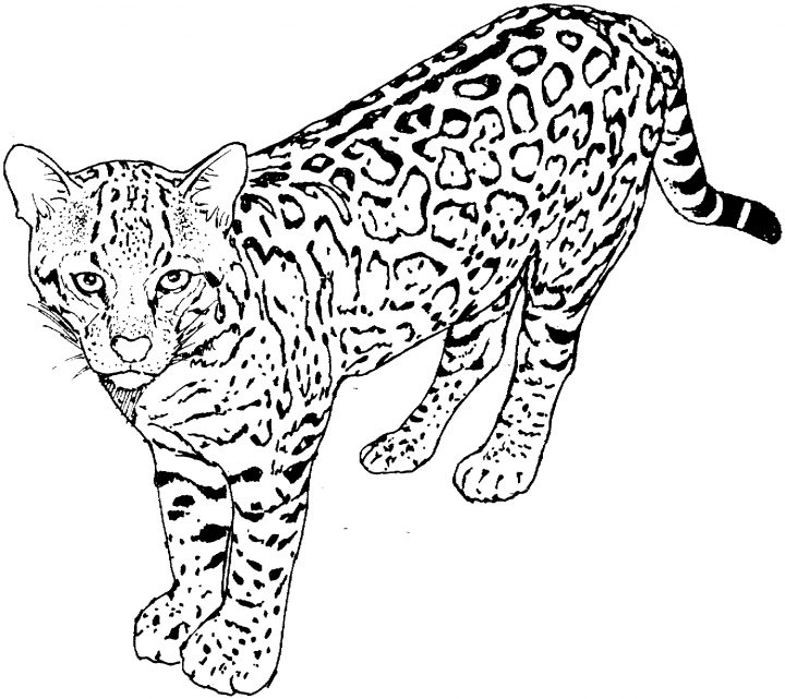 Guépard #34 (Animaux) – Coloriages À Imprimer intérieur Guépard Dessin