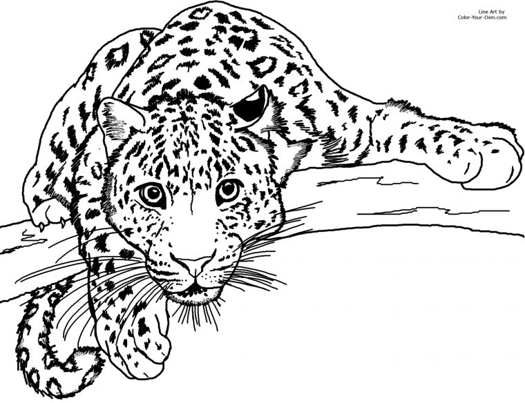 Guépard #5 (Animaux) – Coloriages À Imprimer concernant Animaux A Dessiner Imprimer