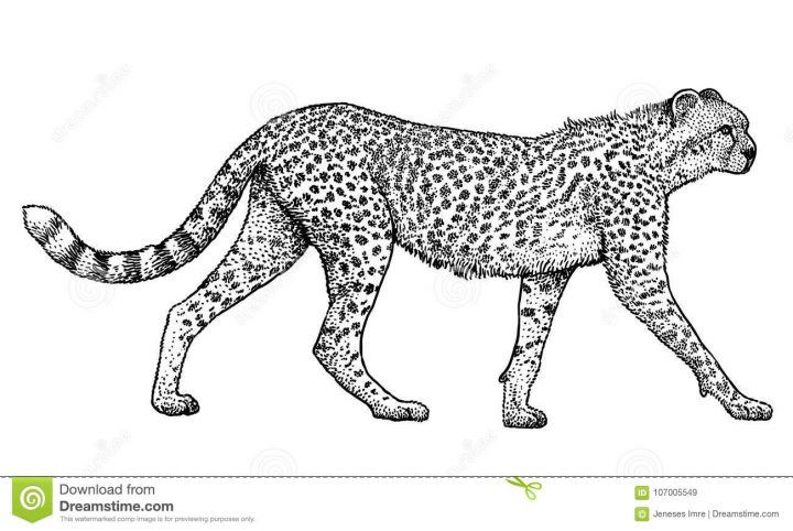 Guépard, Animal, Illustration Mammifère, Dessin, Gravure destiné Guépard Dessin