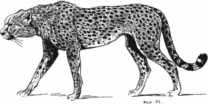 Guépard encequiconcerne Guépard Dessin