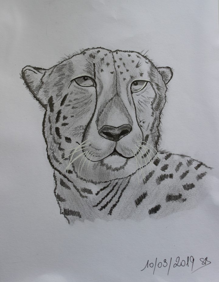 Guépard | Guepard, Dessin destiné Guépard Dessin