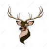 Head Of A Deer, Cartoon On A White Background.vector tout Caribou Dessin